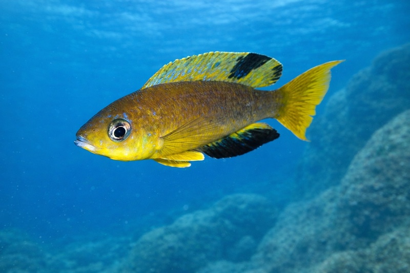 Cyprichromis microlepidotus 'Mabilibili Bay'